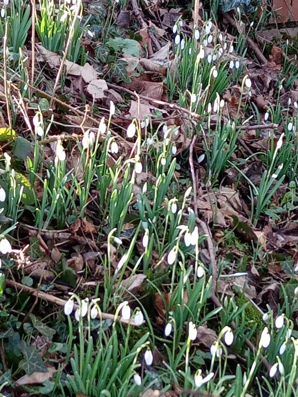 Millennium Green 